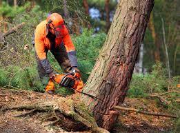 Seasonal Cleanup (Spring/Fall) in Sour Lake, TX