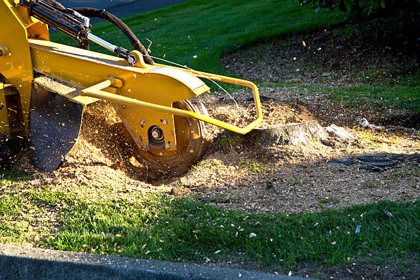 How Our Tree Care Process Works  in  Sour Lake, TX